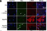 Mouse IgG (H+L) Highly Cross-Adsorbed Secondary Antibody in Immunocytochemistry (ICC/IF)