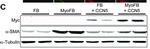 Mouse IgG (H+L) Secondary Antibody in Western Blot (WB)