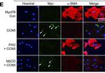 Rabbit IgG (H+L) Cross-Adsorbed Secondary Antibody in Immunocytochemistry (ICC/IF)