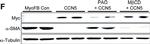 Mouse IgG (H+L) Secondary Antibody in Western Blot (WB)