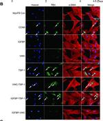 Rabbit IgG (H+L) Cross-Adsorbed Secondary Antibody in Immunocytochemistry (ICC/IF)