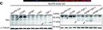 Mouse IgG (H+L) Secondary Antibody in Western Blot (WB)