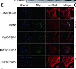 Rabbit IgG (H+L) Cross-Adsorbed Secondary Antibody in Immunocytochemistry (ICC/IF)