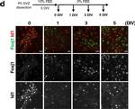 Rabbit IgG (H+L) Highly Cross-Adsorbed Secondary Antibody in Immunocytochemistry (ICC/IF)