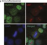 Rabbit IgG (H+L) Cross-Adsorbed Secondary Antibody in Immunocytochemistry (ICC/IF)