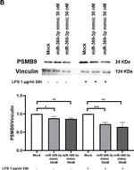 Rabbit IgG (H+L) Secondary Antibody in Western Blot (WB)