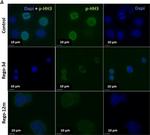 Rabbit IgG (H+L) Secondary Antibody in Immunocytochemistry (ICC/IF)