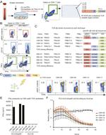 CD8a Antibody in Flow Cytometry (Flow)