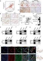 CD274 (PD-L1, B7-H1) Antibody in Immunocytochemistry (ICC/IF)