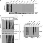 DDB1 Antibody in Western Blot (WB)