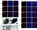 Nanog Antibody in Immunocytochemistry (ICC/IF)