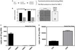 beta-Defensin 1 Antibody in Dot Blot (DB)