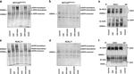 EGFR Antibody in Western Blot (WB)