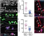 SOX2 Antibody in Immunohistochemistry (IHC)