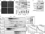 Claudin 1 Antibody in Immunocytochemistry (ICC/IF)