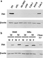 FHIT Antibody in Western Blot (WB)