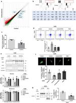 FGFR1 Antibody in Western Blot (WB)