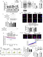 FGFR1 Antibody in ChIP Assay (ChIP)