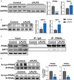 PPAR gamma Antibody in Western Blot (WB)