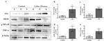 Phospho-NFkB p65 (Ser536) Antibody in Western Blot (WB)