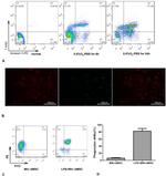 F4/80 Antibody in Immunocytochemistry, Flow Cytometry (ICC/IF, Flow)