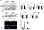 VCP Antibody in Western Blot (WB)