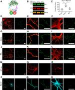 PP1 alpha Antibody in Immunocytochemistry (ICC/IF)