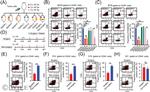 CD8a Antibody in Flow Cytometry (Flow)