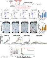 CD8a Antibody in Flow Cytometry (Flow)