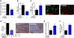 CD8a Antibody in Flow Cytometry (Flow)