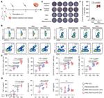 CD8a Antibody in Flow Cytometry (Flow)