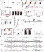 CD8a Antibody in Flow Cytometry (Flow)