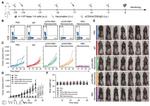 CD8a Antibody in Flow Cytometry (Flow)