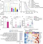 CD8a Antibody in Flow Cytometry (Flow)