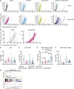 CD8a Antibody in Flow Cytometry (Flow)