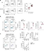 CD8a Antibody in Flow Cytometry (Flow)