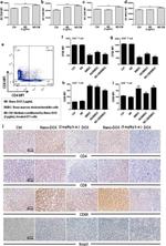 CD8a Antibody in Flow Cytometry (Flow)