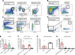 CD8a Antibody in Flow Cytometry (Flow)