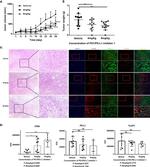 CD8a Antibody in Immunohistochemistry (IHC)