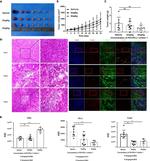 CD8a Antibody in Immunohistochemistry (IHC)