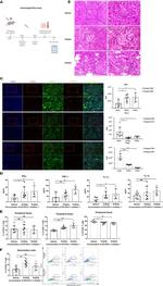 CD8a Antibody in Immunohistochemistry (IHC)