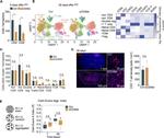 CD8a Antibody in Flow Cytometry (Flow)