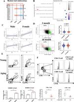 CD8a Antibody in Flow Cytometry (Flow)