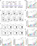 CD8a Antibody in Flow Cytometry (Flow)