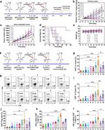 CD8a Antibody in Flow Cytometry (Flow)