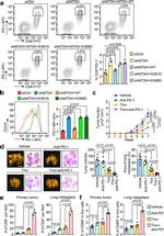 CD8a Antibody in Flow Cytometry (Flow)