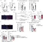 CD8a Antibody in Flow Cytometry (Flow)