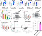 CD8a Antibody in Flow Cytometry (Flow)