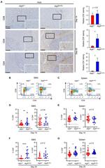 CD8a Antibody in Flow Cytometry (Flow)