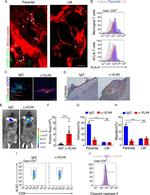 CD8a Antibody in Flow Cytometry (Flow)